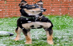 Mixed Breed dogs for adoption: Oreo - sweet little lad - Advert 9