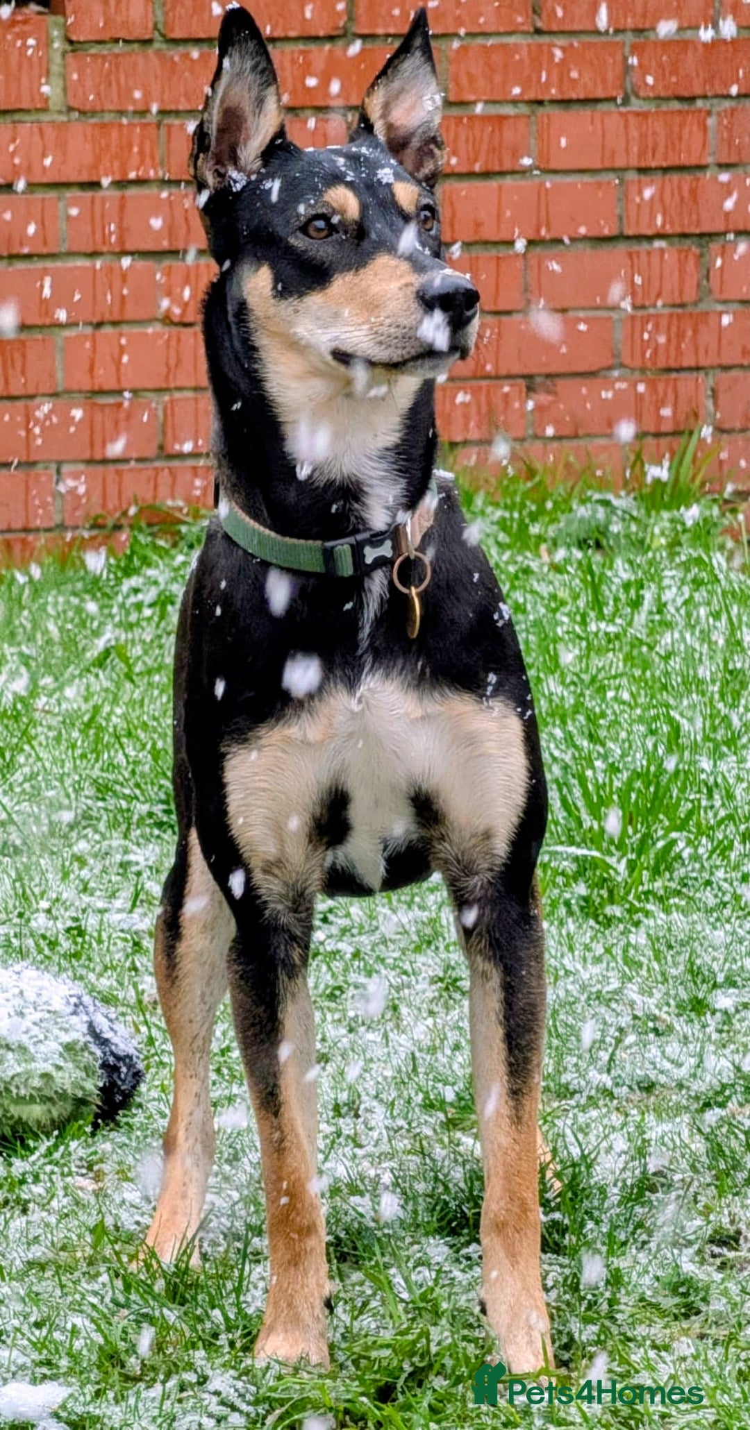 Mixed Breed dogs for adoption: Oreo - sweet little lad - Advert 9
