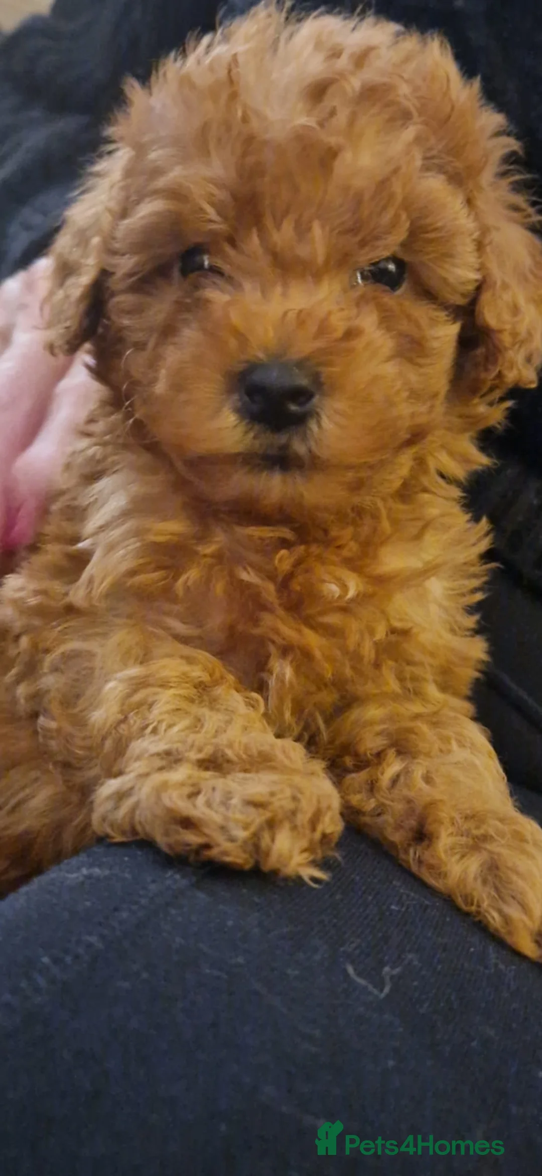 Maltipoo dogs for sale: 2 boys - Advert 5