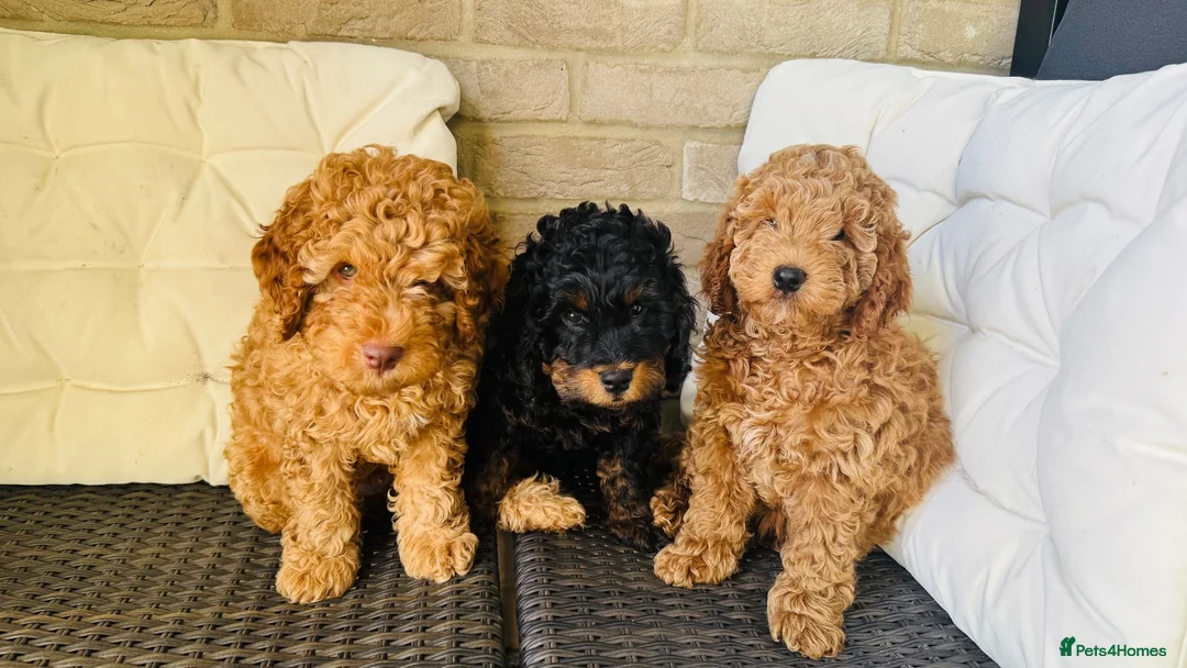 Cockapoo dogs for sale: Cockapoos for sale. 2 girls one boy.  - Advert 1