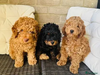 Cockapoo dogs Cockapoos for sale. 2 girls one boy. - Advert 1