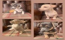 Jack Russell dogs for sale: Fantastic litter of miniature jr rare  colours  - Image 1