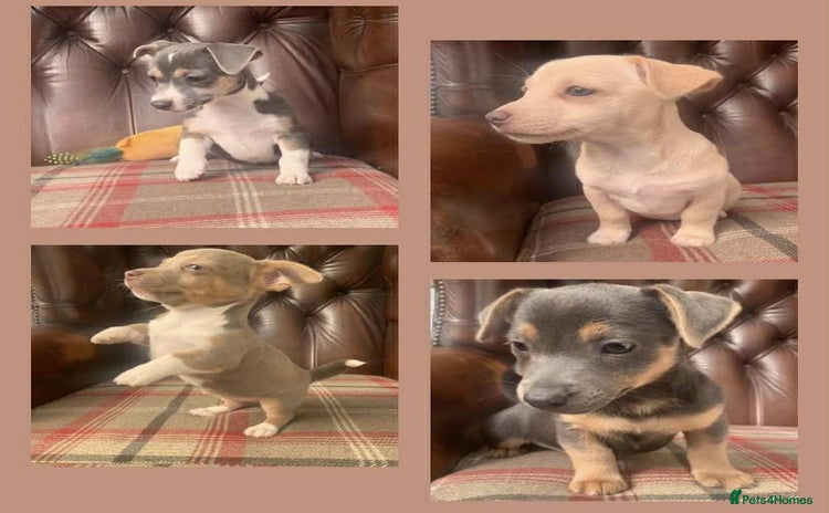 Jack Russell dogs - Advert 1
