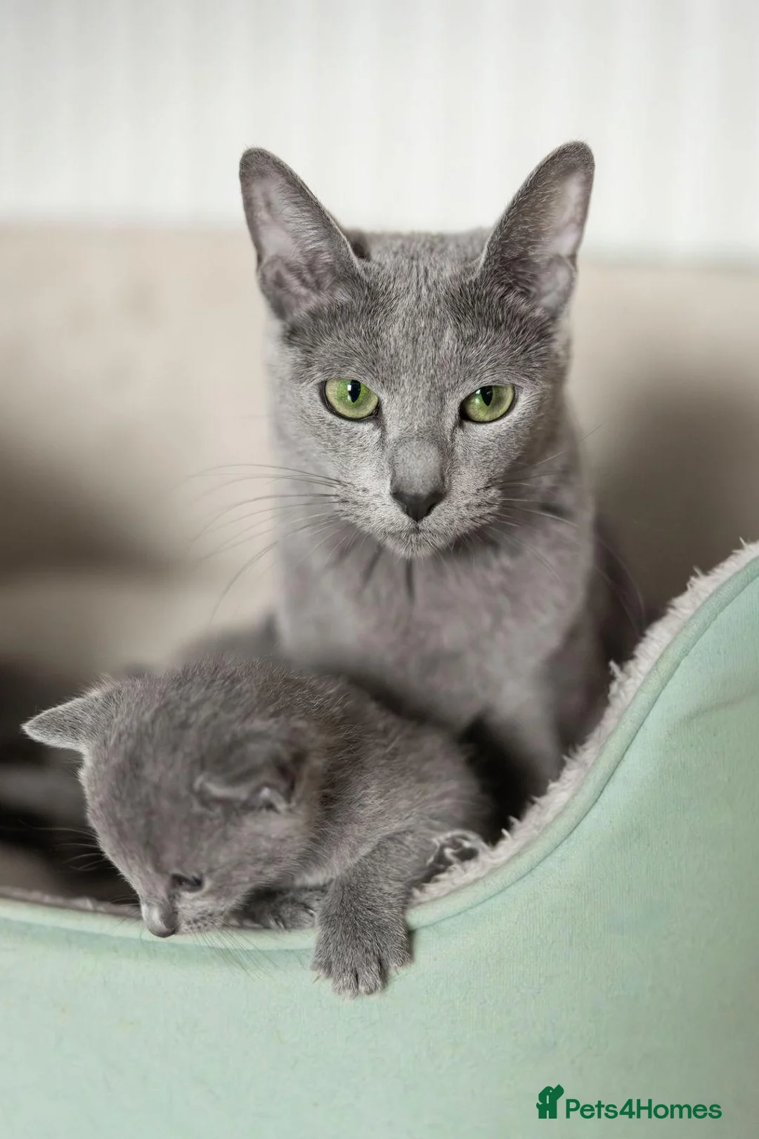 Russian Blue cats for sale: Pedigree TICA reg. Russian Blue Kittens  - Advert 2
