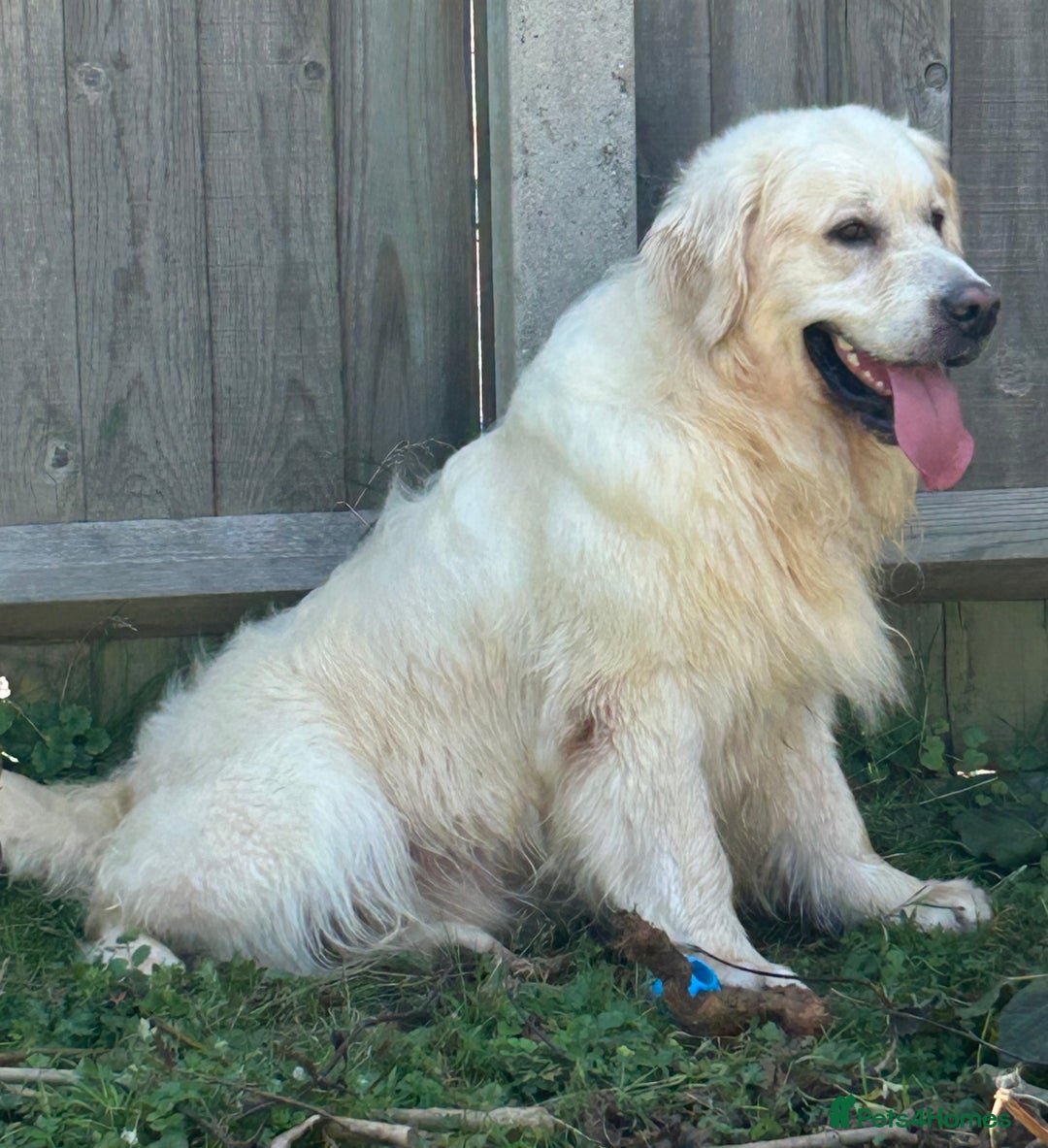 Golden Retriever dogs for sale: KC REG CREAM PUPS HEALTH TESTED PARENTS  - Advert 8