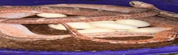 Corn Snake reptiles for sale: Corn snakes cb26 and cb25 available  - Advert 18