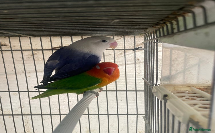 Lovebirds birds - Advert 2