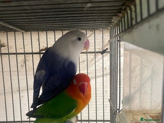 Lovebirds birds - Advert 21