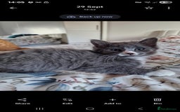 British Shorthair cats for sale: Half British Shorthair half fluffy  - Image 10