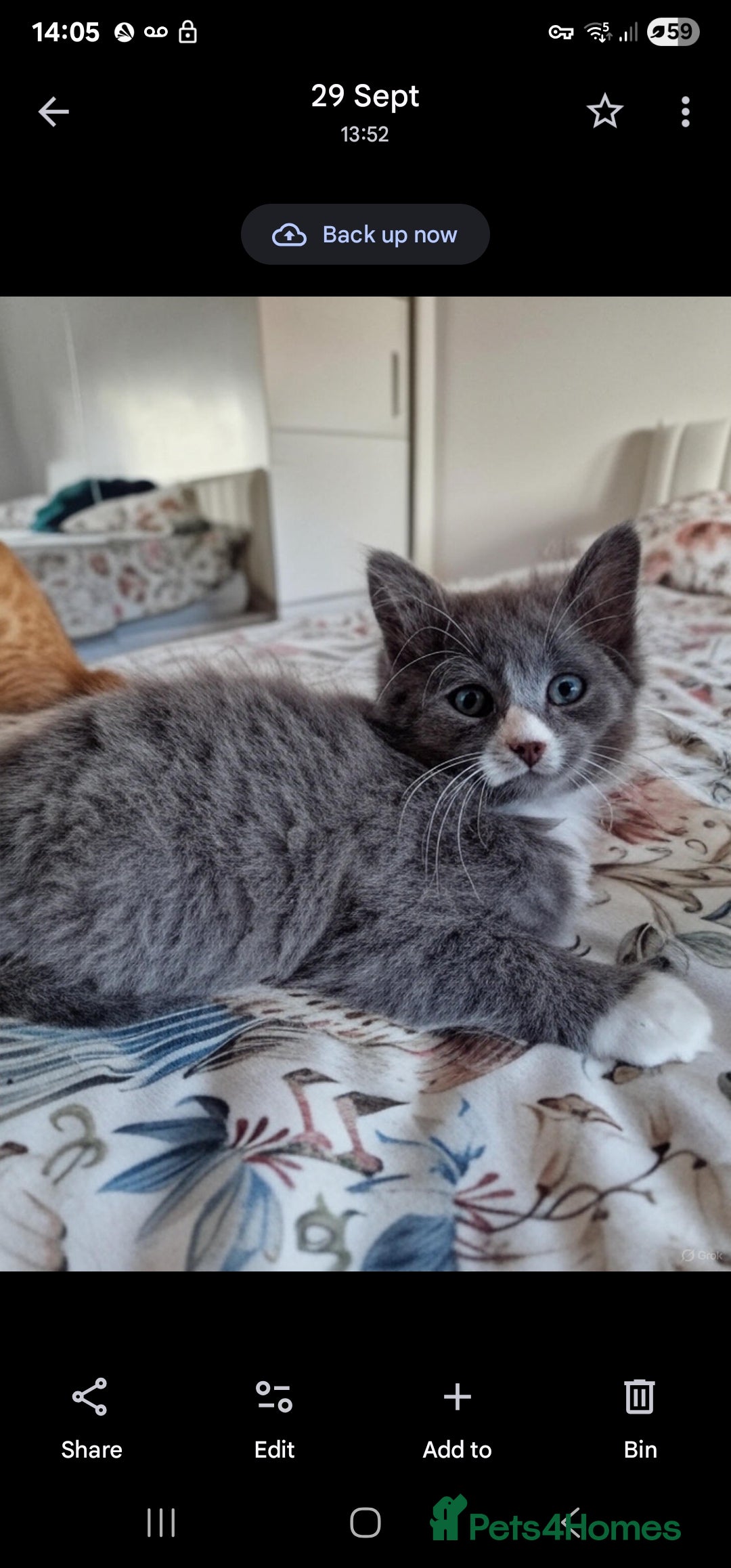 British Shorthair cats for sale: Half British Shorthair half fluffy  - Image 10