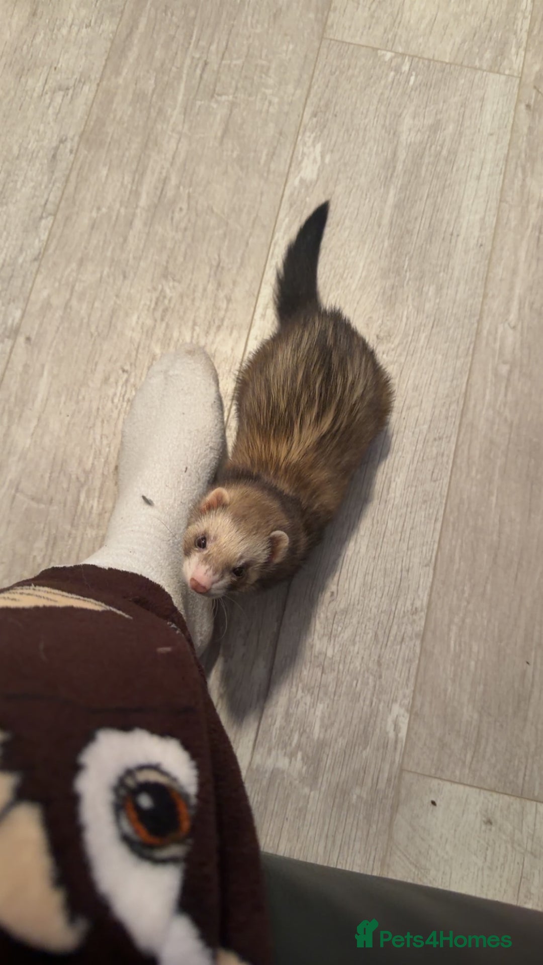 Ferret rodents for sale: Ferrets  - Advert 1