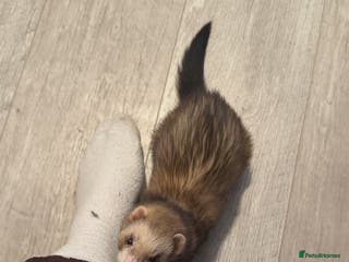 Ferret rodents Ferrets - Advert 1