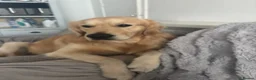 Golden Retriever dogs for stud: Golden retriever for stud all healthy  - Advert 6