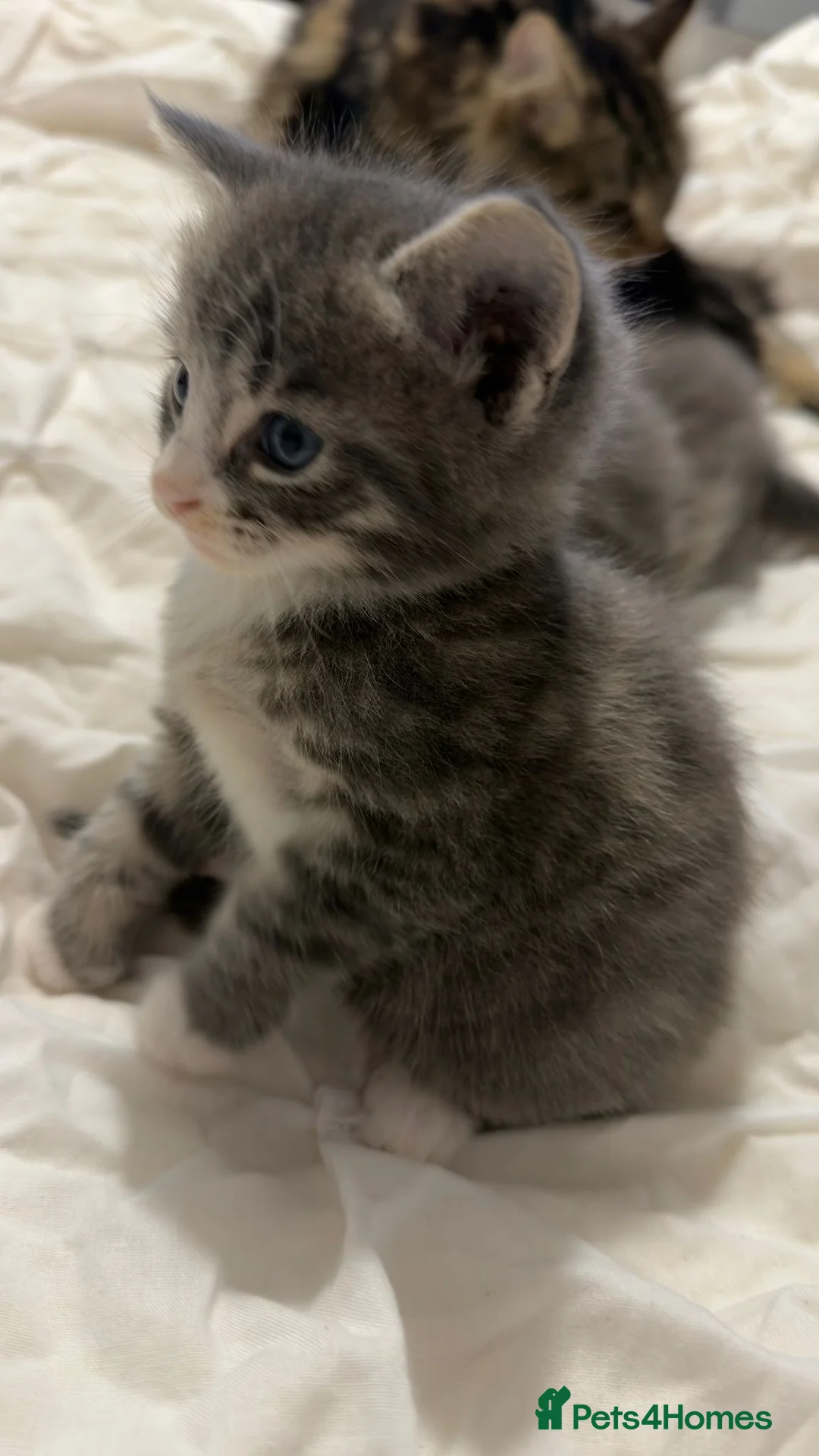 Maine Coon cats for sale: Outstanding Maine coon kittens! - Advert 13