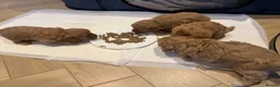 Cavapoo dogs for sale: Beautiful Male Cavapoo Puppies – £1,500 🐾 - Advert 12