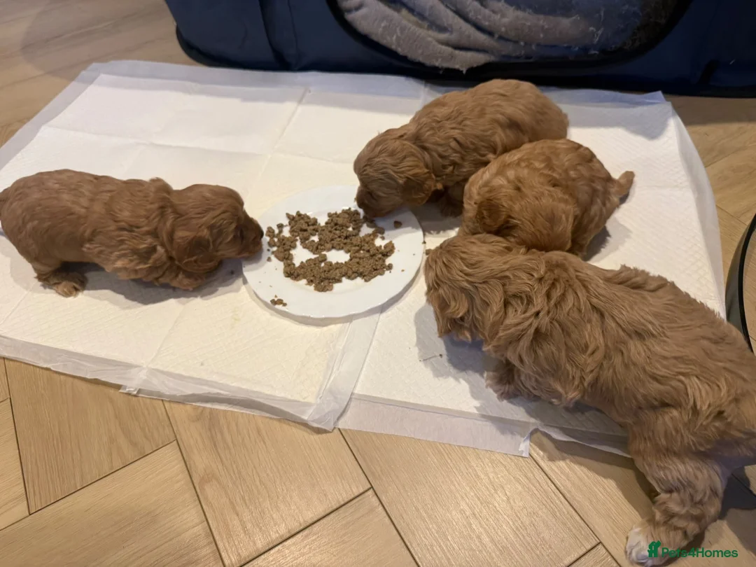 Cavapoo dogs for sale: Beautiful Male Cavapoo Puppies – £1,500 🐾 - Advert 12