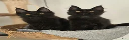 Maine Coon cats for sale: Maine coon Pedigree Kittens  - Advert 6