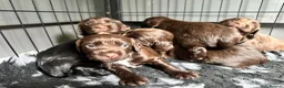 Cocker Spaniel dogs for sale: Fully Health tested kc registered working cocker  - Advert 5