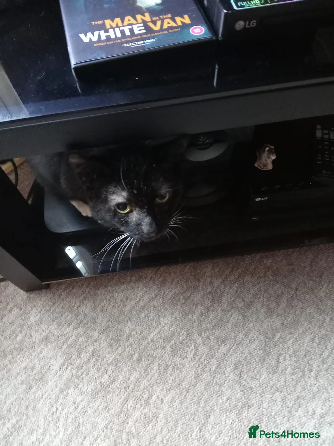 Mixed Breed cats for sale: Mickey - Advert 3