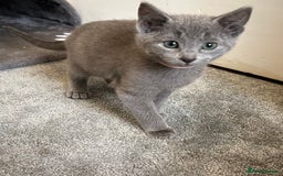 Russian Blue cats for sale: Russian Blue Kittens  - Image 1