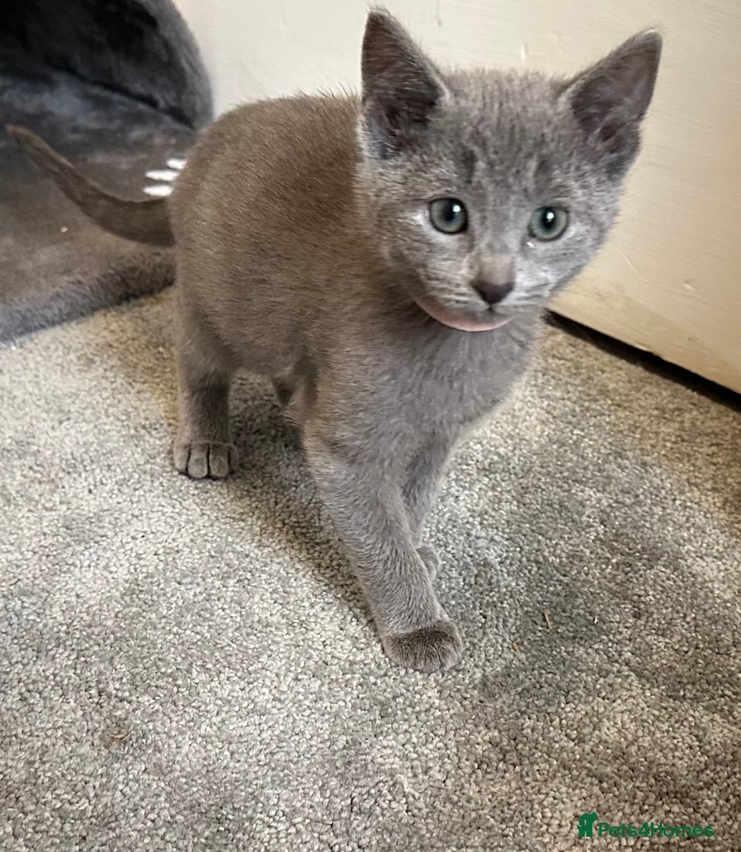 Russian Blue cats for sale: Russian Blue Kittens  - Image 1