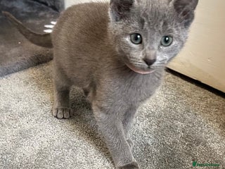 Russian Blue cats - Advert 2