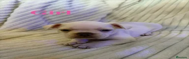 French Bulldog 8