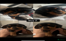 Miniature Dachshund dogs for sale: Miniature daschund  - Image 8