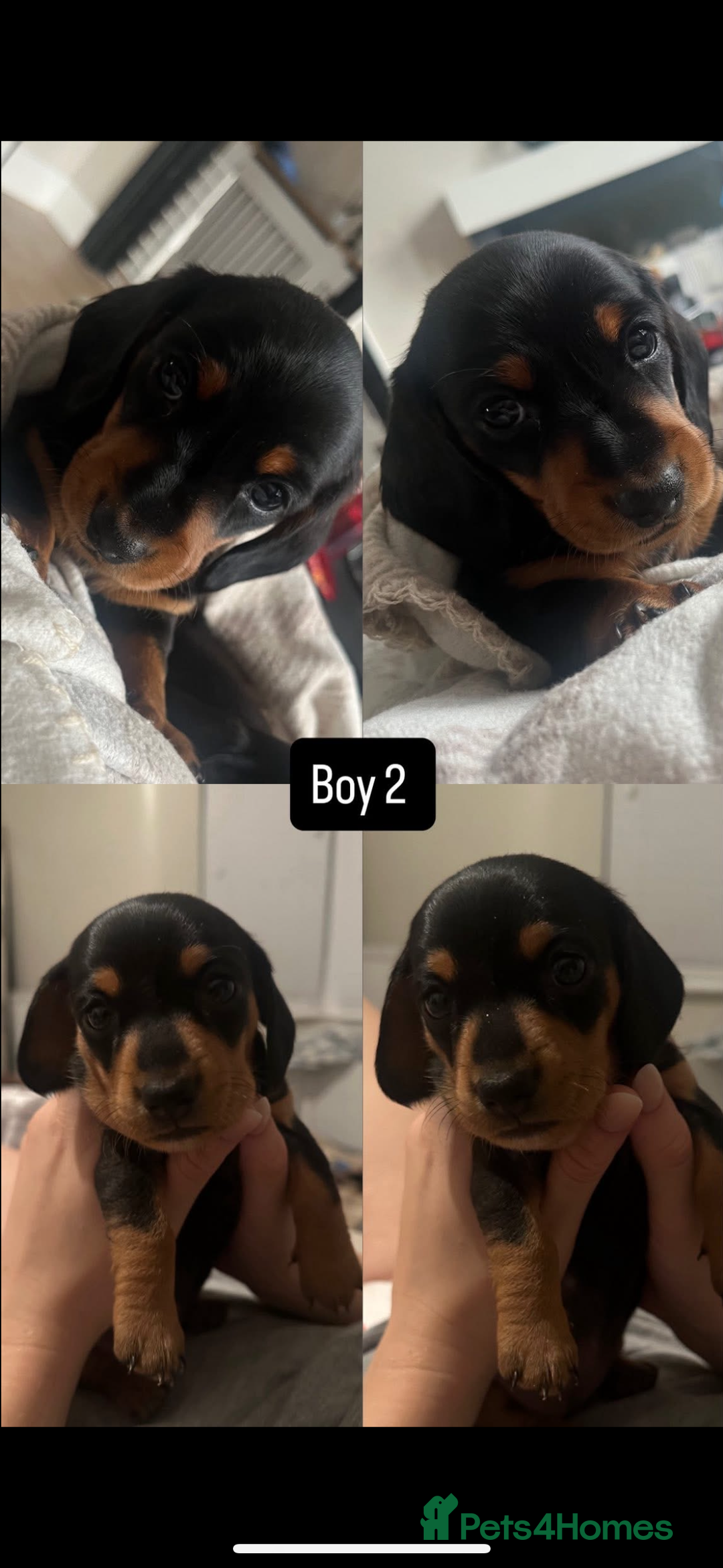 Miniature Dachshund dogs for sale: Miniature daschund  - Image 8