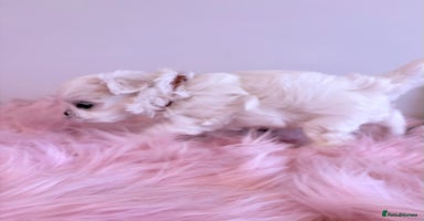 Maltese dogs 🌟🌟Full Korean Baby pups🌟🌟 - Advert 2