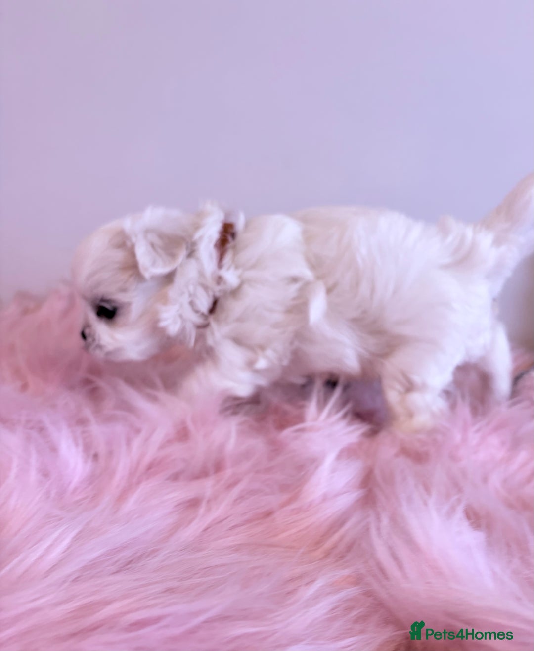 Maltese dogs for sale: ❤️🩵Full Korean Baby pups🩵❤️ - Advert 9