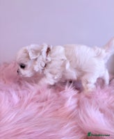 Maltese dogs 🌟🌟Full Korean Baby pups🌟🌟 - Advert 2