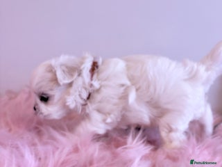 Maltese dogs 🌟🌟Full Korean Baby pups🌟🌟 - Advert 4