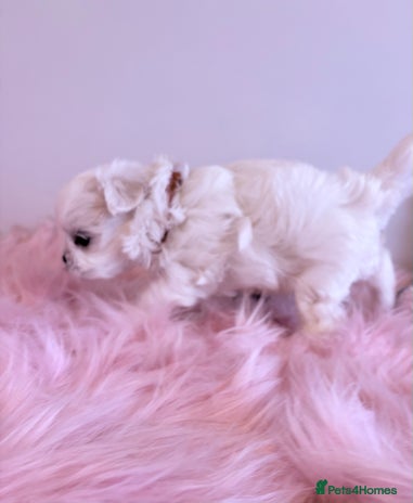 Maltese dogs 🌟🌟Full Korean Baby pups🌟🌟 - Advert 1