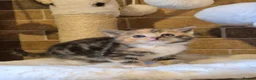 Mixed Breed cats for sale: Beautful litter of kittens - Advert 6