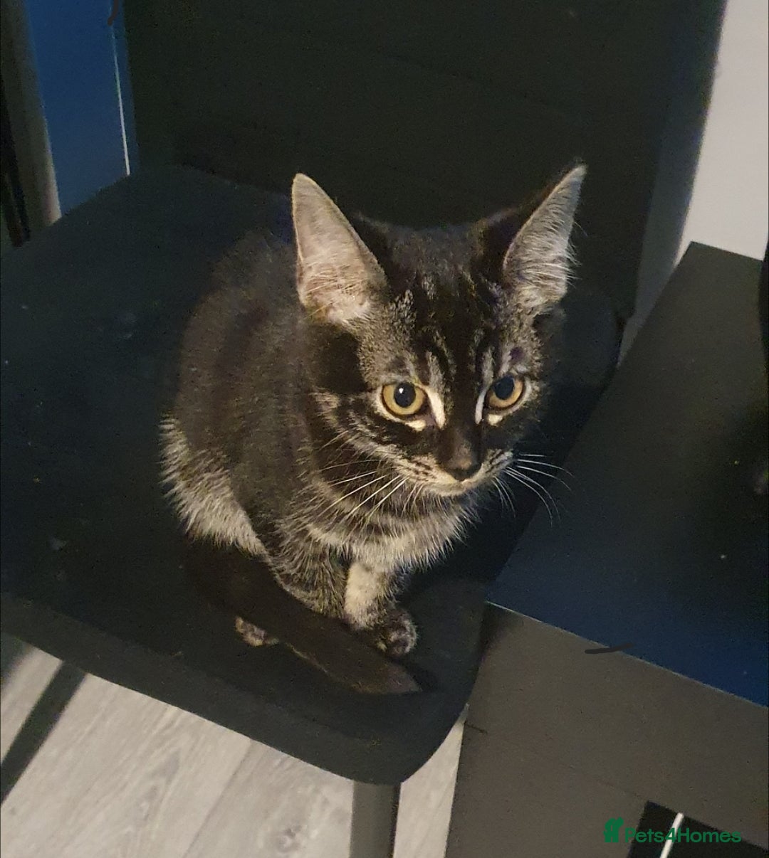 Bengal cats for sale: BROTHER & SISTER BENGAL NORWEGIAN FOREST CAT MIXED - Advert 3