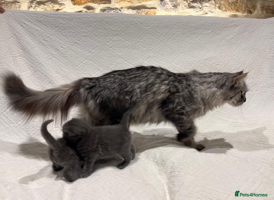 Maine Coon cats for sale: Maine coon x bsh. READY 14th BUT CAN HOLD - Advert 3