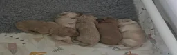 Goldendoodle dogs for sale: Multige. Goldendoodle Puppies. Parents DNA clear!! - Advert 13