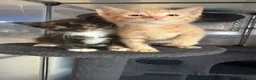 Mixed Breed cats for sale: 1 male 1 female available  - Advert 8