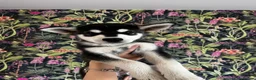 Mixed Breed dogs for sale: Husky X Labrador puppies  - Advert 4