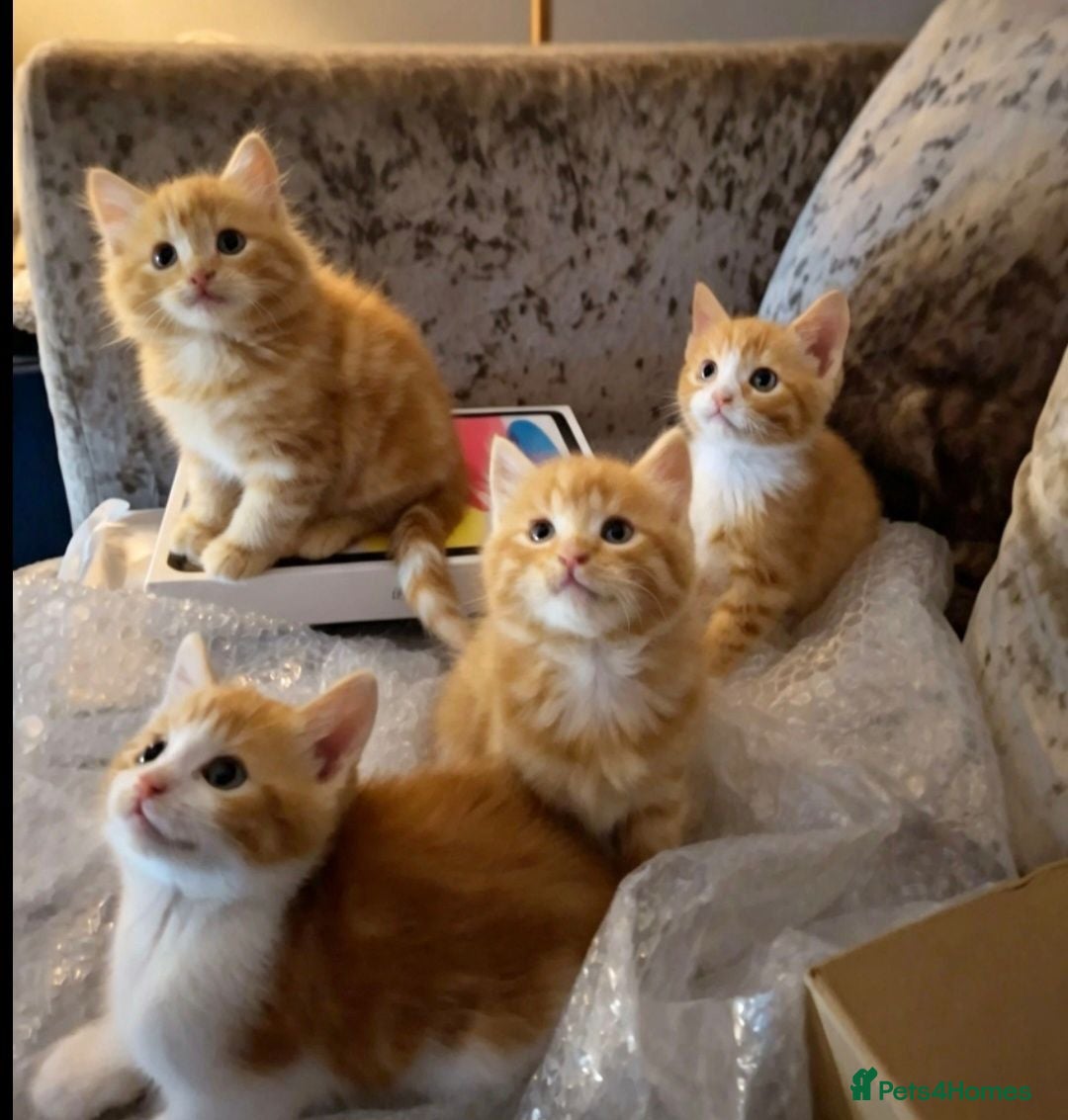 Mixed Breed cats Beautiful Litter: 4 Maine Coon X Ginger Toms - Advert 2