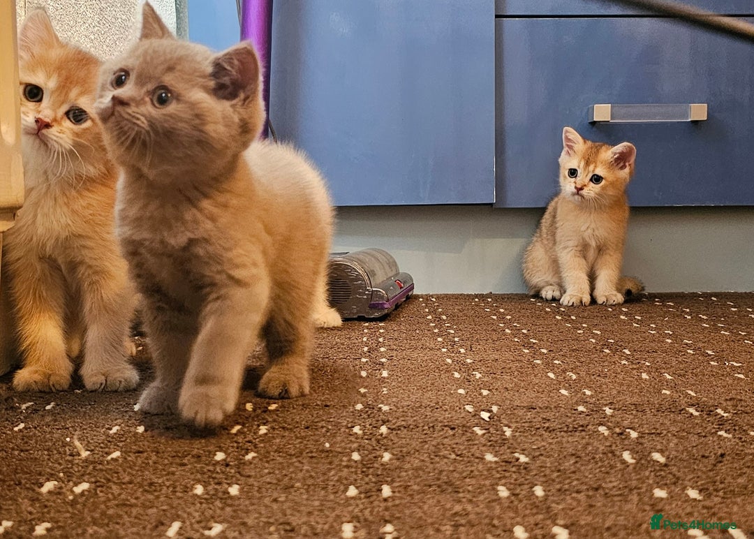 British Shorthair cats for sale: BSH BLUE AND BSH GOLD KITTENS Ready now! - Image 15