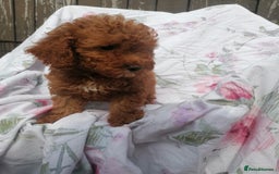 Miniature Poodle dogs for sale: Miniature poodles  - Image 23