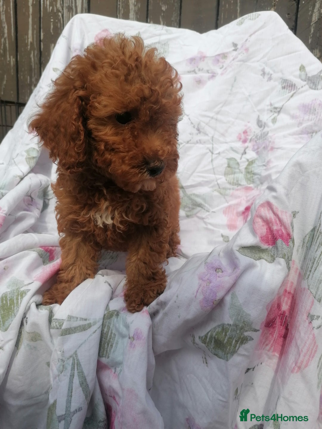 Miniature Poodle dogs for sale: Miniature poodles  - Image 23