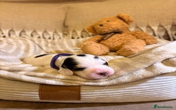 Cocker Spaniel dogs for sale: Beautiful cocker spaniel pups - Image 10