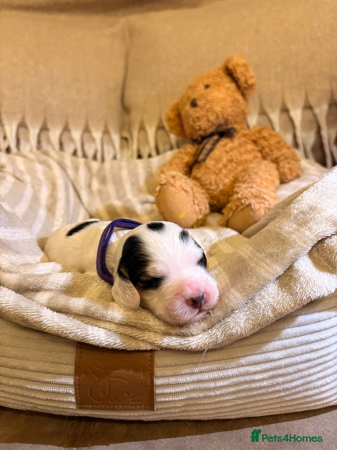 Cocker Spaniel dogs for sale: Beautiful cocker spaniel pups - Image 10