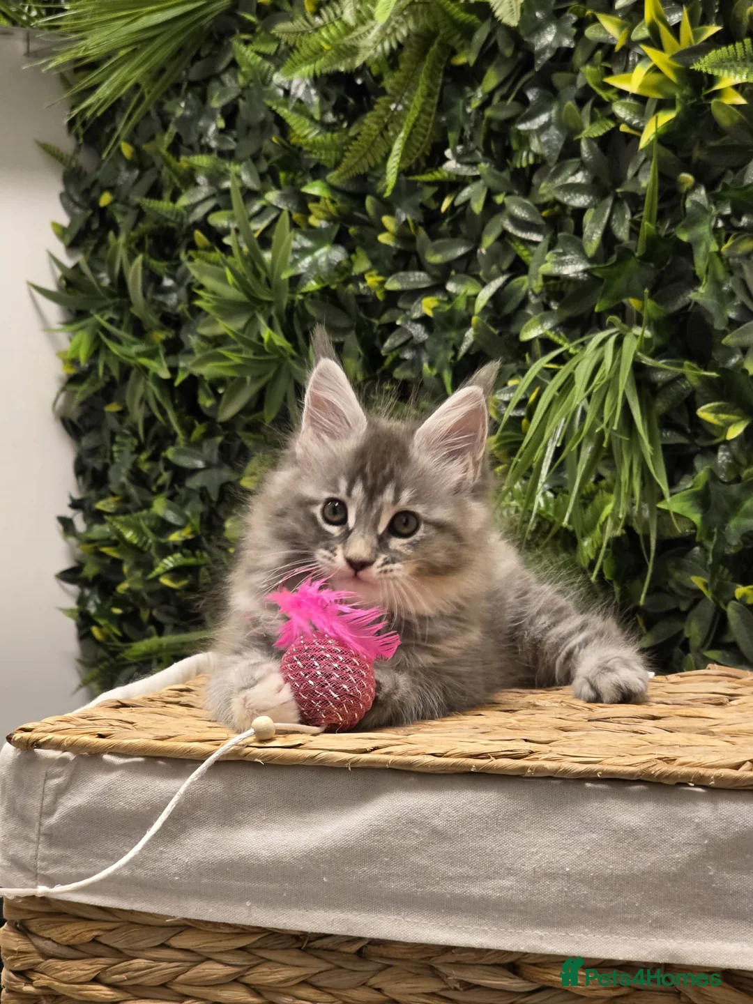 Maine Coon cats for sale: BEAUTIFUL MAINE COON KITTENS - Advert 9