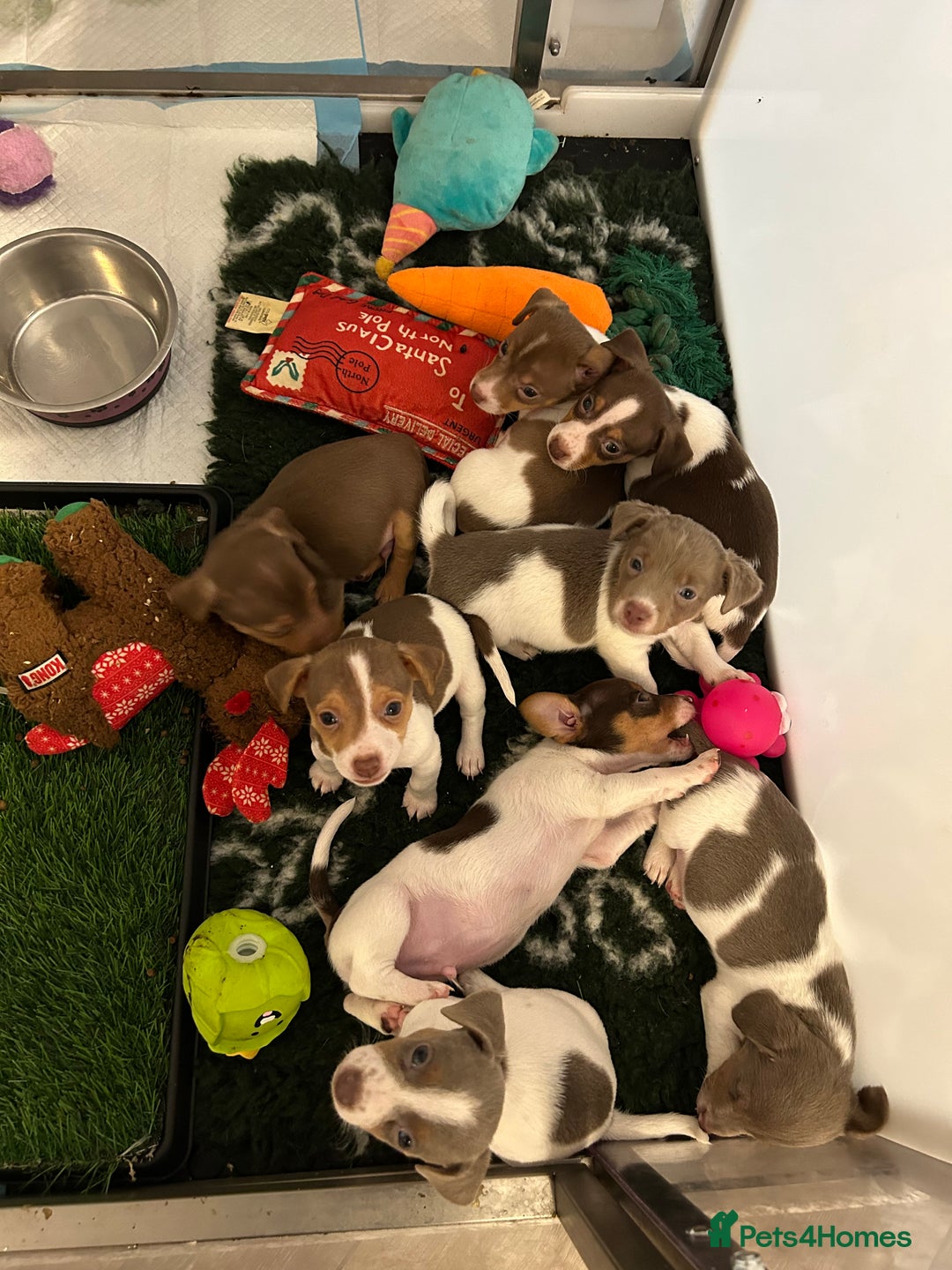 Jack Russell dogs for sale: DONJACKS PUPPIES ON THE WAY!! - Advert 9