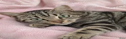 Mixed Breed cats for sale: Sweet Natured Tabby Cat – Needs a New Home - Advert 1