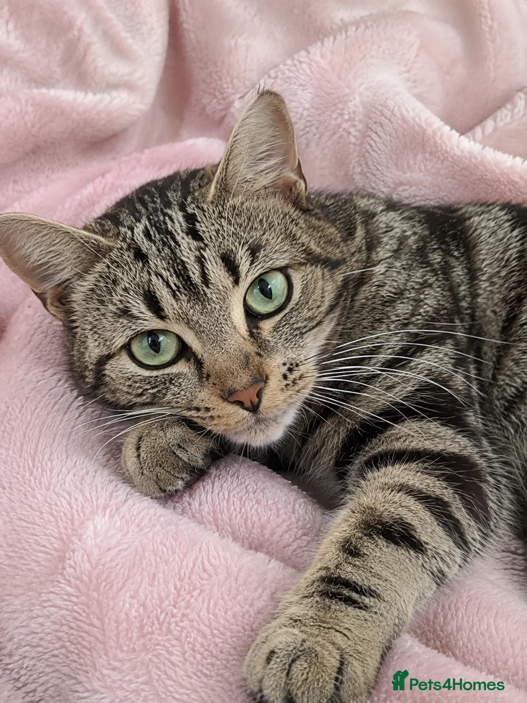 Mixed Breed cats for sale: Sweet Natured Tabby Cat – Needs a New Home - Advert 1